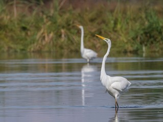 Aironi bianchi maggiori