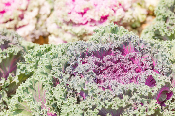 Close up fresh cabbage (brassica oleracea) plant leaves