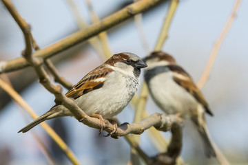 Two  little sparrows