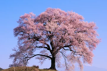 Crédence de cuisine en verre imprimé Fleur de cerisier わに塚の桜と八ヶ岳