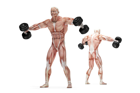 Lateral raises shoulders exercise. Anatomical illustration. Isolated. Clipping path