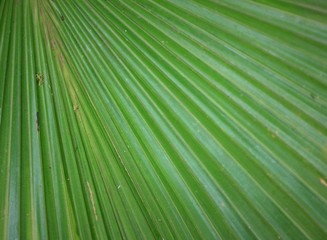 Fototapeta premium Green leaf in nature