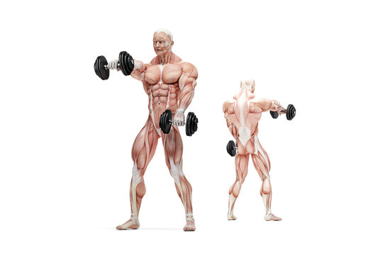 Front raises shoulders exercise. Anatomical illustration. Isolated. Clipping path