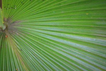 Obraz premium Green leaf in nature