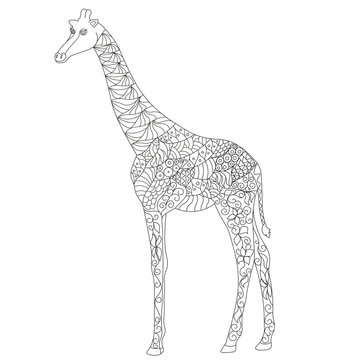 Anti stress coloring page Zentangle Giraffe doodle on white background. Outlined path easy to edit.