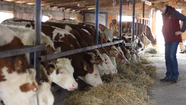 Cowboy Farmer Dairy cows farm Simmental cattle