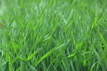 Field of green barley sapling