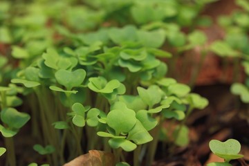 Fields sapling cabbage greens.