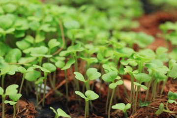 Fields sapling cabbage greens.