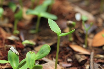 Fields sapling green sunflower