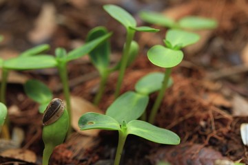 Fields sapling green sunflower