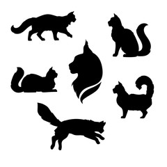 Maine Coon cat icons and silhouettes.  - obrazy, fototapety, plakaty
