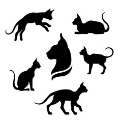 Sphynx cat icons and silhouettes. 