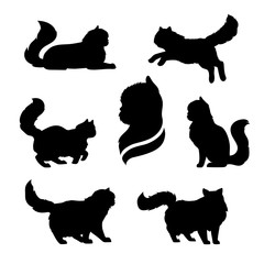 Persian cat icons and silhouettes. 