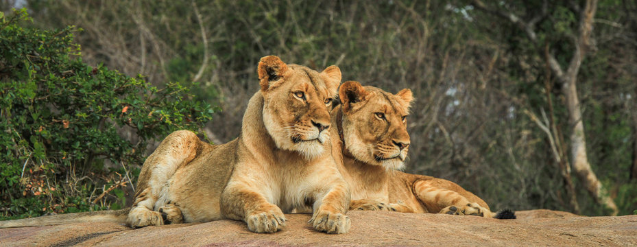 Two Lions on the rocks