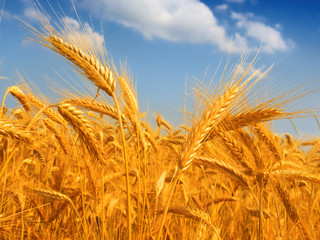 Wheat field against a blue sky