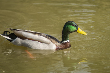 duck