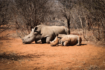 White rhino sleeping with a baby Rhino