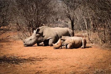 Papier Peint photo Lavable Rhinocéros White rhino sleeping with a baby Rhino