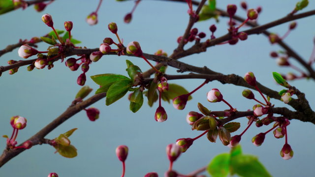 Flowers Blossoms on the Branches Cherry Tree. Timelapse.