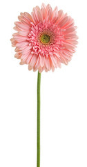 pink gerbera on a stalk