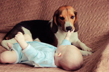 Newborn baby  and estonian hound lying on sofa
