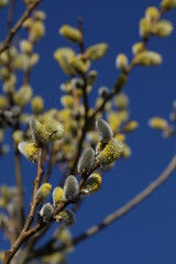 Pussy willow tree with blue sky in background