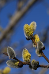 Pussy willow in bloom