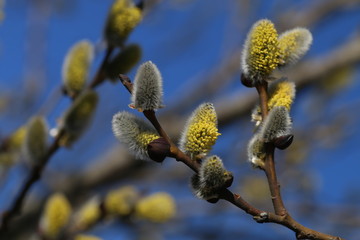 Fototapeta premium Pussy willow in natural environment