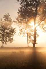 beautiful misty gold sunrise on Dutch farmland