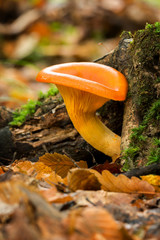 Jack o'Lantern Mushroom (Omphalotus olearius)