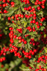 Mature nice red hawthorn berries
