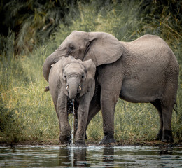 Fototapeta na wymiar Drinking Elephants