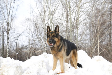 Dog on the snow in winter day