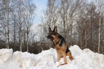 Dog on the snow in winter day
