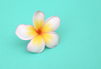 Fototapeta na wymiar beautiful white plumeria rubra flower on green background