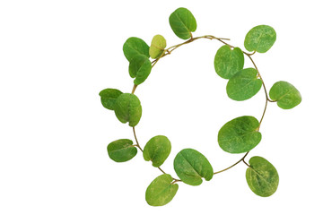 Circle of small creeper plant (cover crop plant, Evolvulus nummu