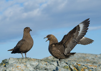 Two antarctic skuas, one  with open wings on the rock, with blue sky in background, Antarctic Peninsula
