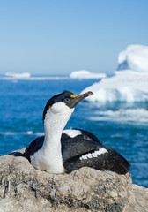 Imperial shag sitting in the nest, with blue sea and iceberg in background, Antarctic Peninsula