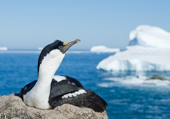 Obraz premium Imperial shag sitting in the nest, with blue sea and iceberg in background, Antarctic Peninsula