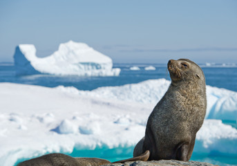 Antarctic fur seal resting on the stone, with blue sky and icebergs in background, Antarctic...