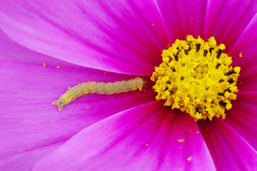 Pink flower background with tiny worm garden pest, soft focus