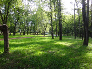 Парк с зелеными деревьями и травой летним солнечным днем