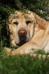 Labrador is resting in the sun in a green grass