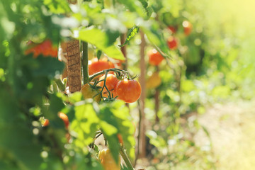 Tomato plant  growing in field