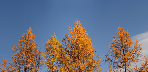 autumn Altai Mountains