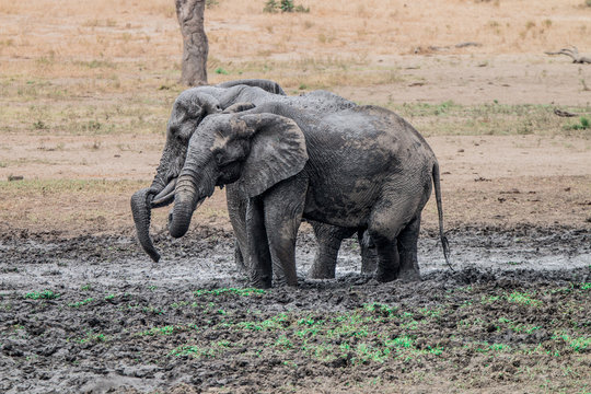 Two Elephants taking a mud bath