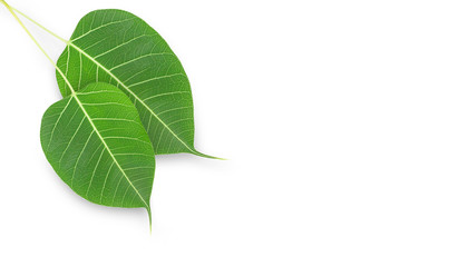 Fototapeta premium Fresh Green leaf isolated background.