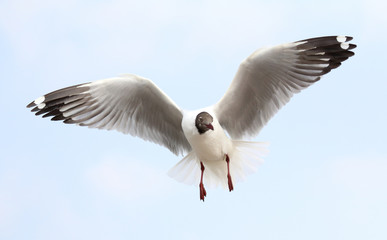 Seagull fly in the sky at Bang Pu,Thailand.