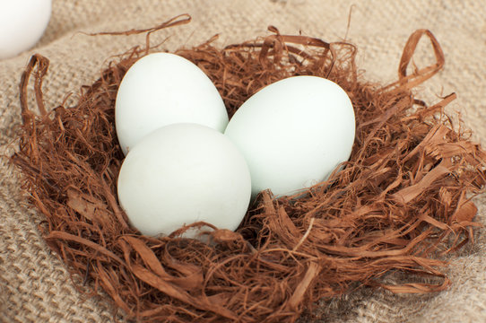 white and green eggs in the nest; green eggs contain very little cholesterol, so they are healthier